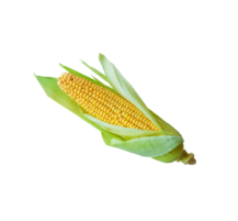 Corn